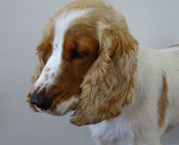 Close-up of dog looking away