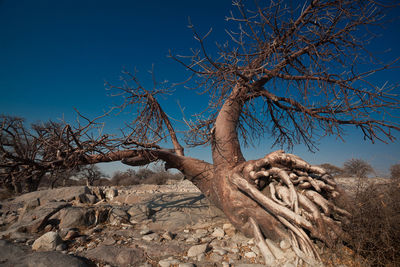 Low angle view of bare tree against clear blue sky