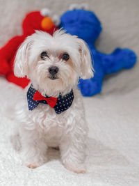 Portrait of cute puppy