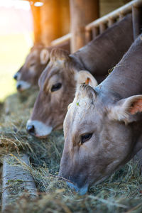 Close-up of cow