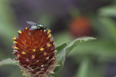 Close-up of bee on flower