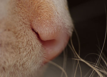 Close-up of a dog