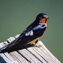 Bird perching on wooden wall