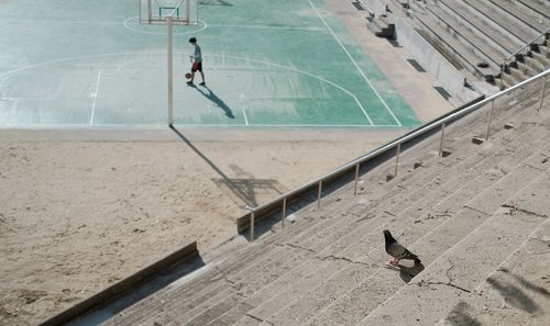 High angle view of pigeon on steps against basketball court