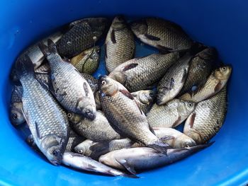 High angle view of fish in container