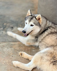 View of a dog looking away