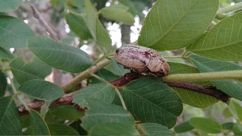 Close-up of insect on leaf