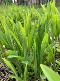 Close-up of crops growing on field