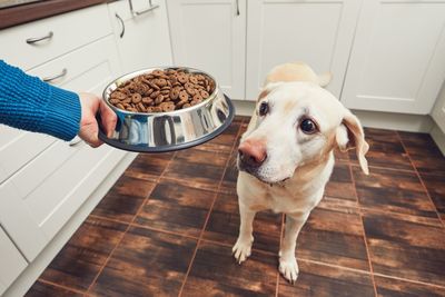 Cropped hand of person giving food to dog at home