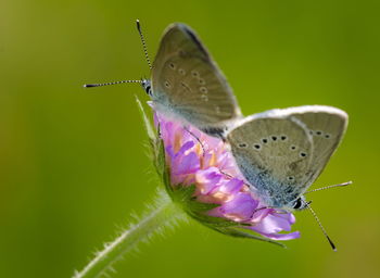 Close-up of butterfly pollinating on purple flower