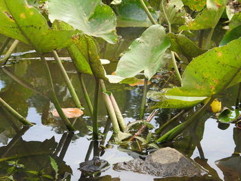 High angle view of wet leaves in lake