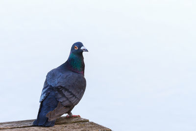 Close-up of pigeon perching on wood against clear sky