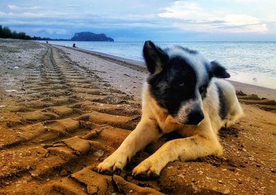 Dog on beach