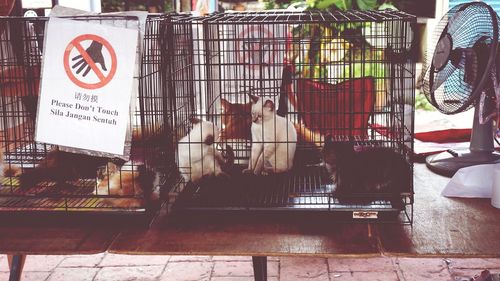 View of cat in cage