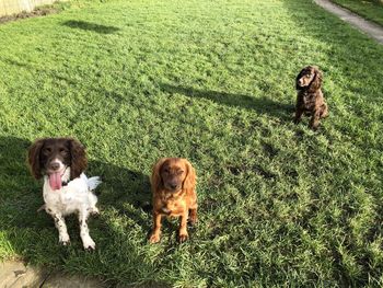 High angle view of dogs on field