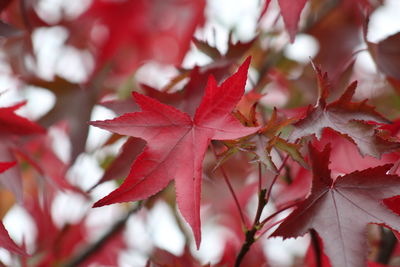 Close-up of maple leaves