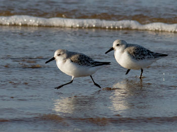 View of birds on beach