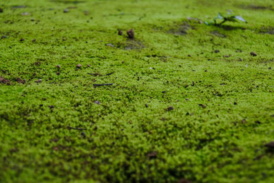 Full frame shot of grassy field