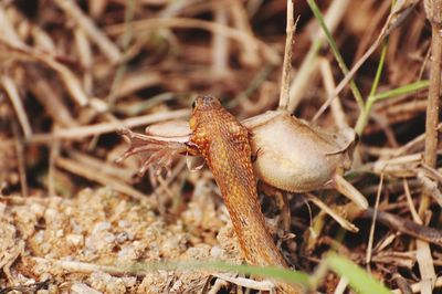 Close-up of crab on field