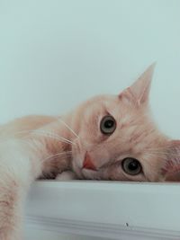 Close-up of ginger cat lying on table against white background