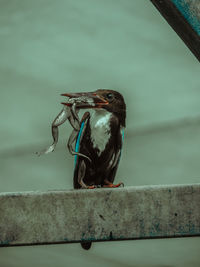 Close-up of bird perching on retaining wall