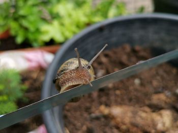 A snail creeps along the edge of a knife