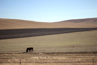 There is a horse eating grass on the beautiful broad prairie in autumn