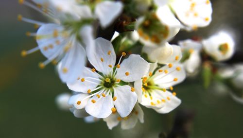 Close-up of white flowers