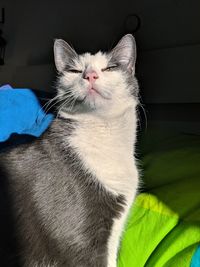 Close-up portrait of a cat at home