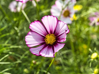 Close-up of pink flower in field