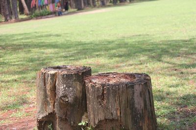 Close-up of tree stump in park