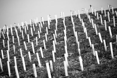 Close-up of cemetery