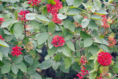 Close-up of red berries on plant