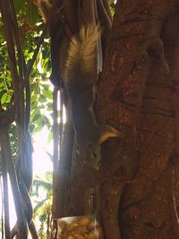 Low angle view of lizard on tree in forest