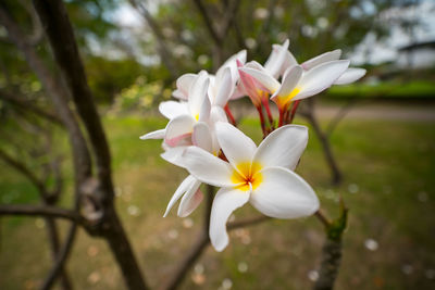 Close-up of white flowers blooming outdoors