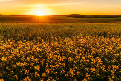 Rapeseed Field