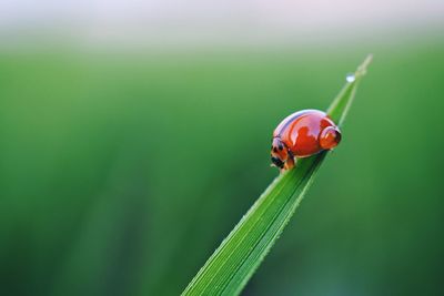 Close-up of ladybug on grass
