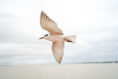 Seagull flying over sea against sky