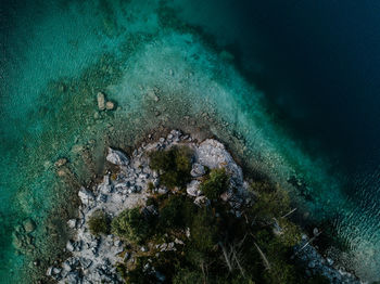 View of coral swimming in sea