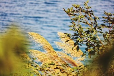 Close-up of yellow plant against lake