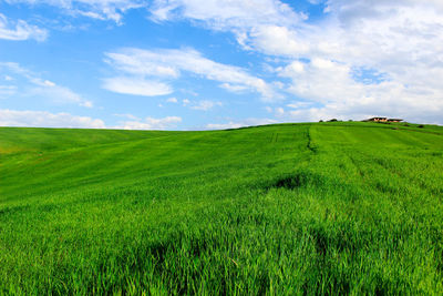 Scenic view of agricultural field against sky