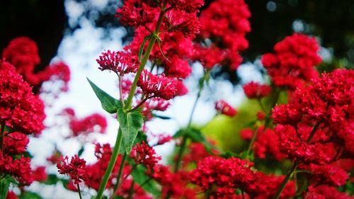 Close-up of red flowering plant