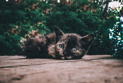 Portrait of cat relaxing outdoors