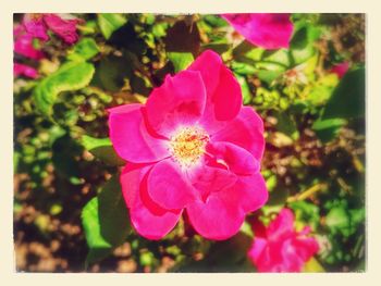 Close-up of pink flower blooming in garden