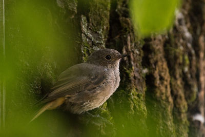 Close-up of bird perching on tree