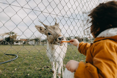 Rear view of child feeding doe