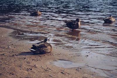 High angle view of duck swimming in lake