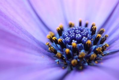 Close-up of purple flower