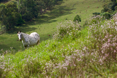 View of sheep on field