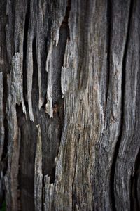 Close-up of tree trunk